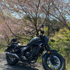 ツーリング仲間と和歌山遠征してきました^_^美味しいピザ食べて、桜もサイコーでした#レブル#Ｓエディション#春ツーリング#スカイウェイブ#バイク好き